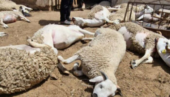 Animaux Maroc : l’énigme des moutons morts à Berrechid enfin élucidée